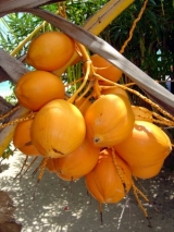 NOIX DE COCOS